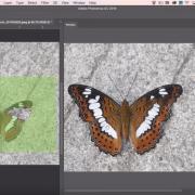 Adobe Photoshop %26#8212; базовые навыки, 40ак. часов